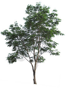 白色背景的孤立树环境绿色木头树干森林生长植物图片