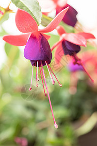 Fuchsia 花朵缝合粉色紫色花束花瓣植物学季节叶子红色植物园艺图片