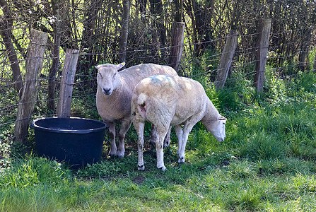 一群绵羊和羊羔 在阳光明媚的日落黄昏绿草地上农村空间牧场农场农业哺乳动物羊毛农田动物晴天图片