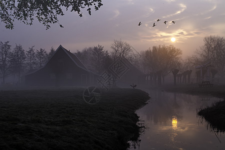 日出时刻 鸭子飞过一座美丽的典型荷兰木屋建筑 映照在荷兰阿姆斯特丹北部桑斯安斯安斯平静的运河上季节风景薄雾木头白色蓝色日落旅行天图片