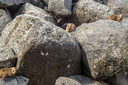 科拉齐姆国家公园的Rock Hyrax荒野石头国家哺乳动物岩石野生动物旅游旅行蹄兔图片