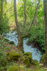 (Banias)自然保护区图片