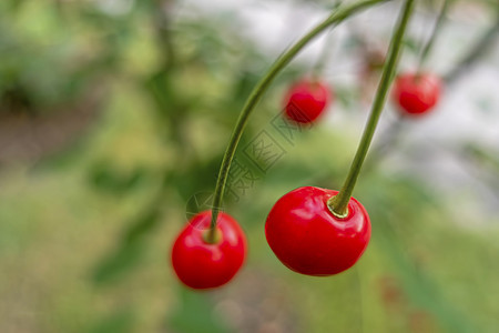 自然树枝上的樱桃花园食物植物季节水果饮食浆果生长宏观叶子图片