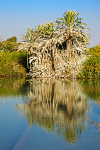 恩阿费克棕榈树图片