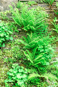 费尔恩斯 Ferns花朵国家园艺植物季节植物学热情图片