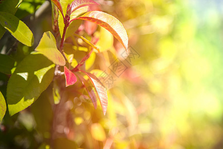 春天的布什红色橙子绿色泄露作品树叶自然背景图片