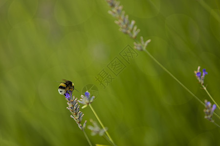 拉瓦内德油田的大黄蜂昆虫植物紫色太阳天空蜂蜜蜜蜂飞行日光绿色图片