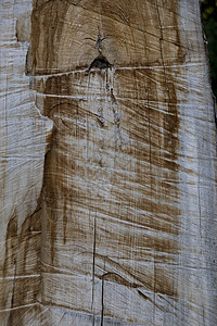 剪切木材背景森林效果木材业微距树桩圆圈生长横截面材料纹理图片
