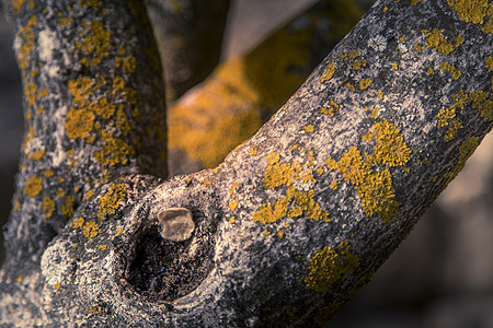 生长在树栏上的黄色叶状地衣摄影森林树干纹理苔藓植物霉菌橙色微距环境图片