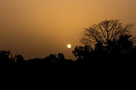 日落时 树成光柱环境剪影植物群森林树干天空分支机构生态灰尘橙子图片