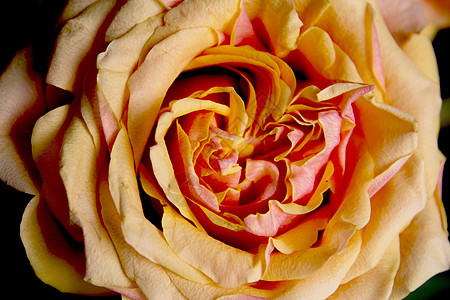 花园中的橙玫瑰花花束植物花瓣婚礼花朵玫瑰黄色植物群图片