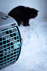 大型宠物背带旅行猫科狗窝黑色动物白色盒子虎斑绿色红色图片