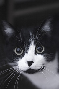 患有免疫机能丧失综合症的黑猫和白猫脊椎动物呼吸宠物黄色动物哺乳动物小猫黑色肠炎传染性图片