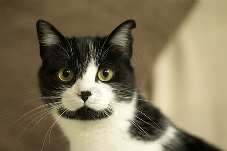 患有免疫机能丧失综合症的黑猫和白猫肠炎宠物小猫传染性黄色呼吸黑色动物脊椎动物猫咪图片