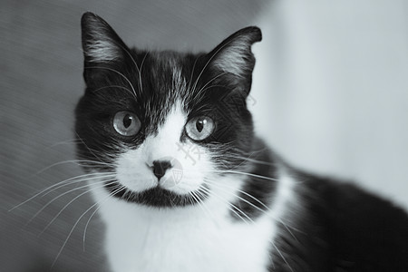 患有免疫机能丧失综合症的黑猫和白猫呼吸宠物猫咪哺乳动物动物肠炎黄色传染性黑色小猫图片