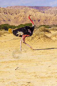 Ostrich 在约特瓦塔海巴自然保护区沙漠野生动物公园旅游地区鸵鸟气候荒野旅行国家图片