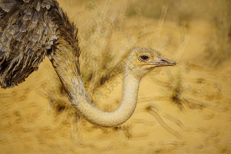 Ostrich 在约特瓦塔海巴自然保护区公园生物学荒野内盖夫沙漠旅游环境旅行国家地区图片