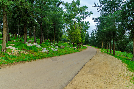 Tzippori 森林风景路线图片