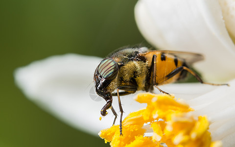 Syrphidae 宏正在寻找食物白色黑色植物蜜蜂昆虫黄色花园荒野绿色叶子图片