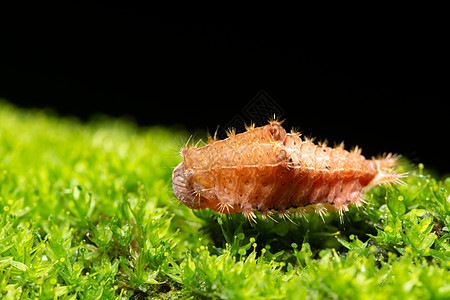 植物上的长虫蠕虫幼虫害虫黑色毛虫图片