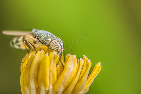 Syrphidae 宏正在寻找食物植物叶子花园蜜蜂黄色荒野昆虫黑色动物野生动物图片