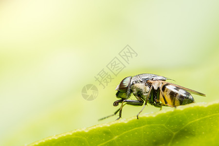 Syrphidae 宏正在寻找食物花园荒野昆虫动物野生动物白色绿色叶子植物黄色图片