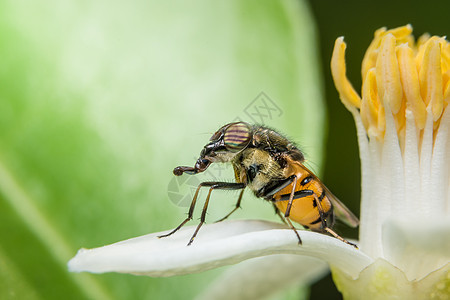 Syrphidae 宏正在寻找食物花园野生动物绿色荒野昆虫植物黑色蜜蜂白色动物图片