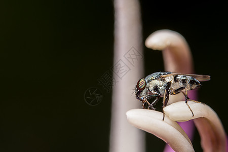 Syrphidae 宏正在寻找食物花园蜜蜂黄色昆虫黑色叶子绿色白色荒野动物图片