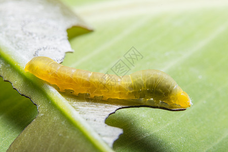 一个分支上的长虫植物动物毛虫叶子生活白色幼虫蝴蝶花园黑色图片