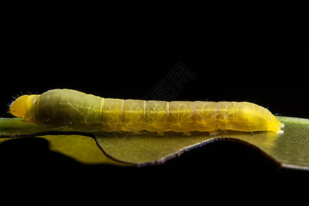 绿蠕虫巨黑背景黄色毛虫白色荒野蝴蝶昆虫野生动物黑色花园动物图片
