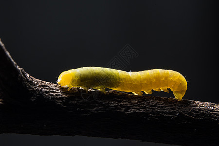 一个分支上的长虫植物宏观黄色生活叶子白色动物绿色黑色毛虫图片