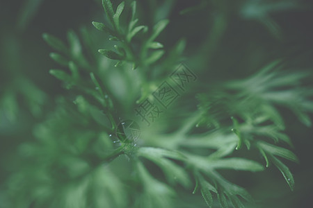 雨刮片绿叶背景树叶植物叶子背景