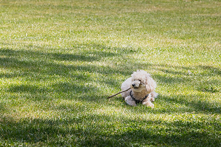 草地上的狗狗小白狗狗 用棍子在草地上玩毛皮哺乳动物犬类岩石训练朋友动物头发公园贵宾背景