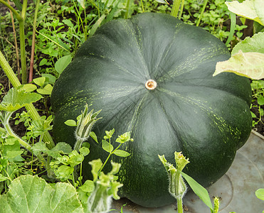 花园里灌木上的花园床上有一个大的绿色新鲜南瓜 种植有机蔬菜的概念图片