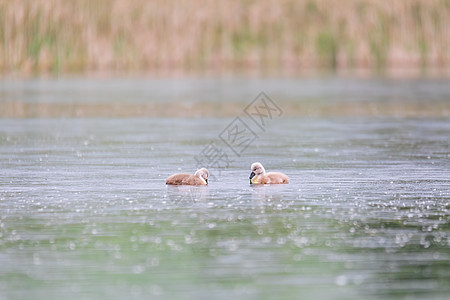 在池塘的春天 野鸟哑巴天鹅母亲小鸡翅膀鸟类优美晴天动物脖子家庭荒野图片