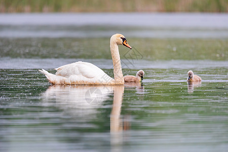 在池塘的春天 野鸟哑巴天鹅鸟类母亲青年晴天脖子动物反射小鸡羽毛翅膀图片