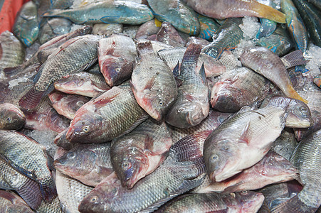 在传统露天市场采集展示的鱼 在传统露天市场上零售热带鱼眼睛兵鱼收藏海鲜海洋图片