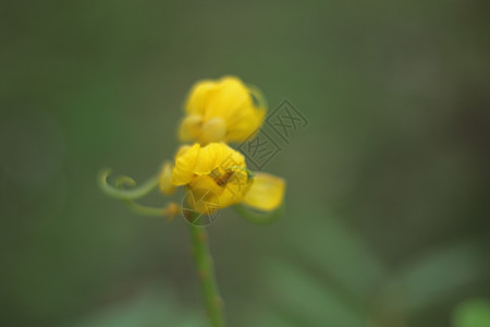 GeshangHua很美 因为甘露的湿气覆盖着雪植物粉色植物群花园绿色背景图片