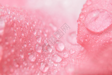 粉红花花瓣背景上的水滴宏观背景图片