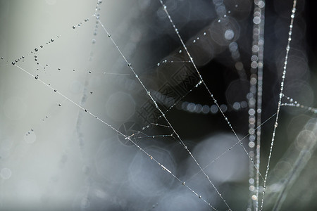 蜘蛛网上的水滴宏观蛛网背景图片