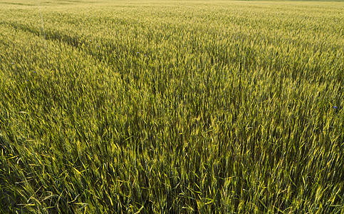 青绿小麦耳朵在美丽的谷物田上 开裂耳朵小麦 农业 种植自然产品图片
