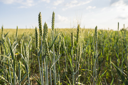 青绿小麦耳朵紧贴在美丽的田地上 开裂小麦 农业 自然产品太阳面包收成农村粮食晴天玉米蓝色生长农场图片