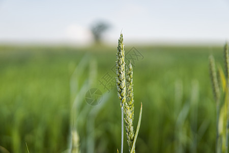青绿小麦耳朵紧贴在美丽的田地上 开裂小麦 农业 自然产品大麦植物面包种子生长季节玉米食物草地蓝色图片