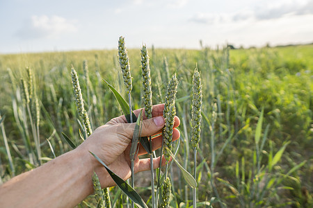 日落时分 男人的手在田野上触摸拿着庄稼的特写镜头 年轻的绿色麦穗 特写在一个美丽的领域 成熟的耳朵小麦 农业 天然产物农民感官食图片