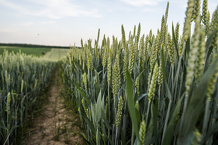 青绿小麦耳朵紧贴在美丽的田地上 开裂小麦 农业 自然产品农田农村植物天空环境太阳晴天玉米蓝色生长图片