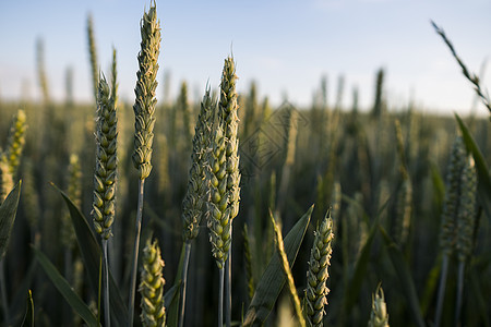 青绿小麦耳朵在美丽的田地上 有日落的夜空 开裂的小麦 农业 自然产品蓝色面包大麦玉米国家环境种子收成粮食农场图片