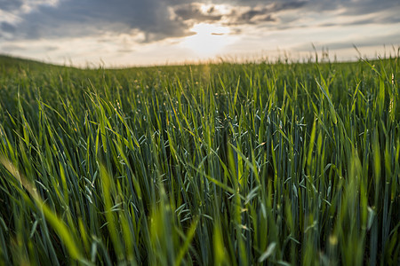青绿小麦耳朵在美丽的田地上 有日落的夜空 开裂的小麦 农业 自然产品天空场景谷物蓝色农村种子大麦农田玉米收成图片