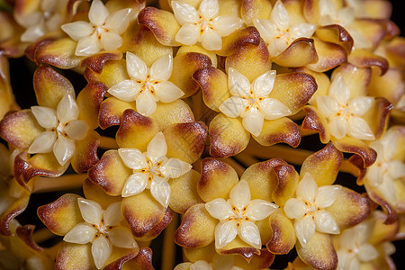 Hoya花花背景白色花朵植物背景图片