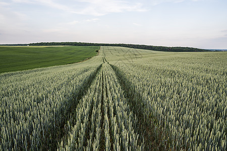 青绿小麦田 有夜落天空 开裂耳朵小麦 农业 自然产品 古典风景草地玉米场景阳光季节地平线太阳天空土地面包图片