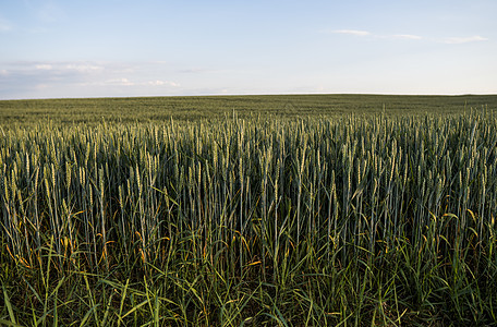青绿小麦耳朵在美丽的田地上 有日落的夜空 开裂的小麦 农业 自然产品晴天粮食草地环境玉米种子面包蓝色天空收成图片